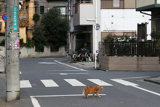 街のねこたち