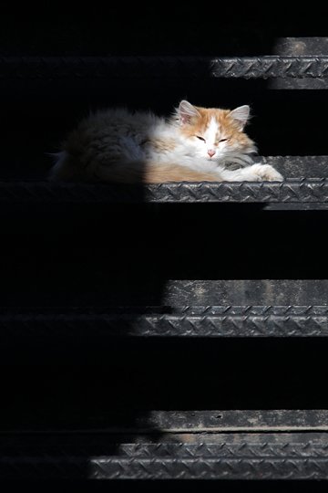 街のねこたち