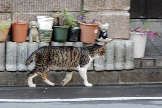 街のねこたち