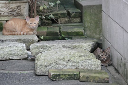 街のねこたち