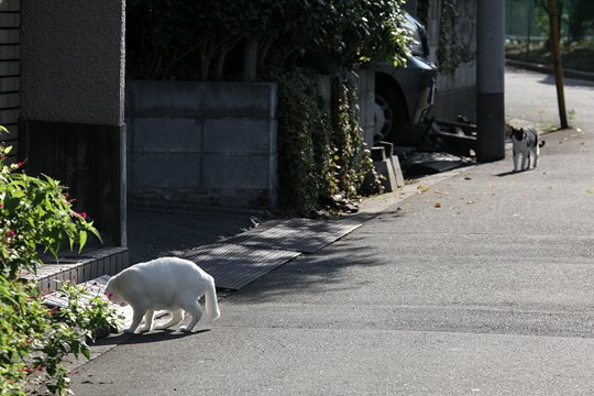 街のねこたち