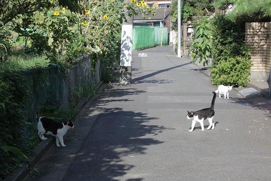街のねこたち