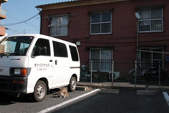 街のねこたち