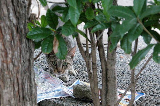 街のねこたち