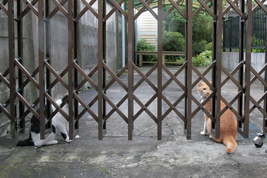 街のねこたち