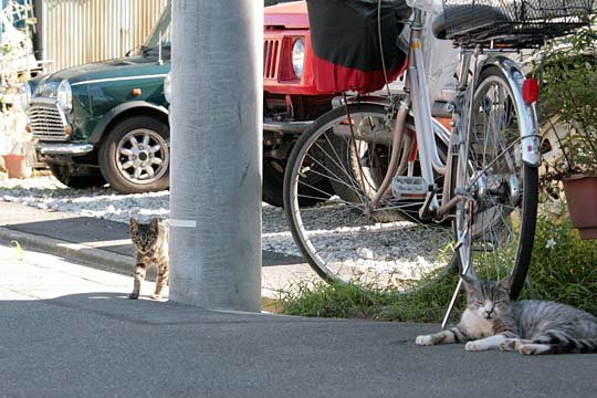 街のねこたち