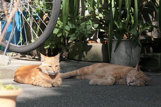 街のねこたち