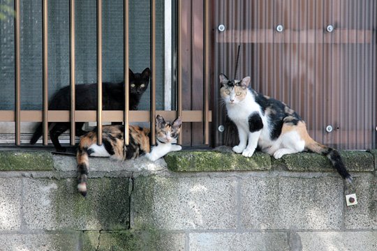 街のねこたち