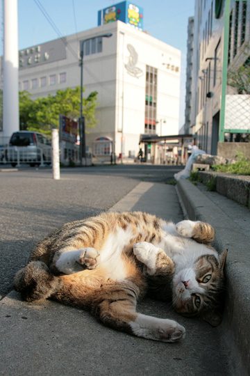 街のねこたち