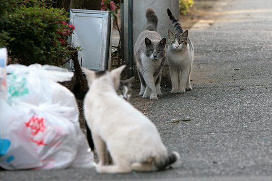 街のねこたち