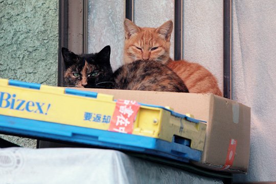 街のねこたち