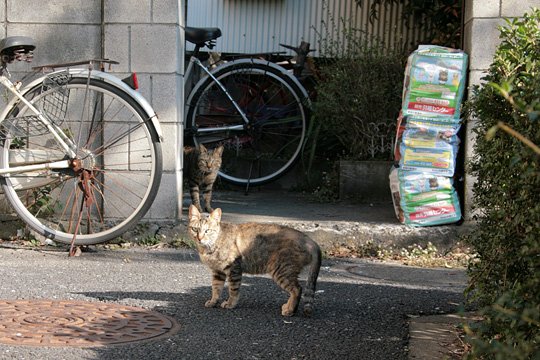 街のねこたち