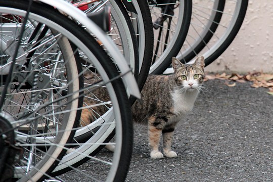 街のねこたち