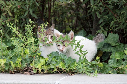 街のねこたち