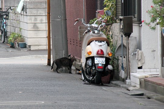 街のねこたち