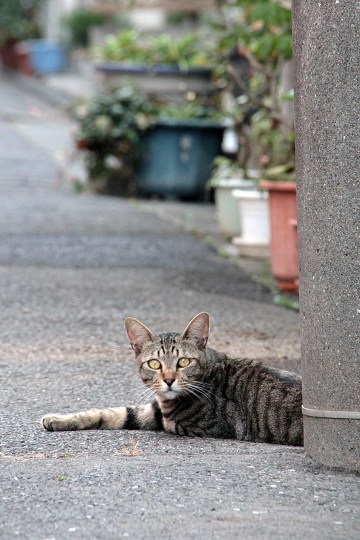 街のねこたち