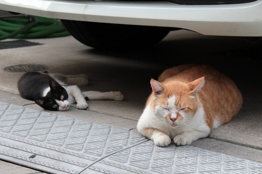 街のねこたち