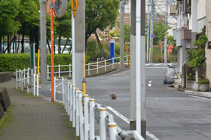 街のねこたち