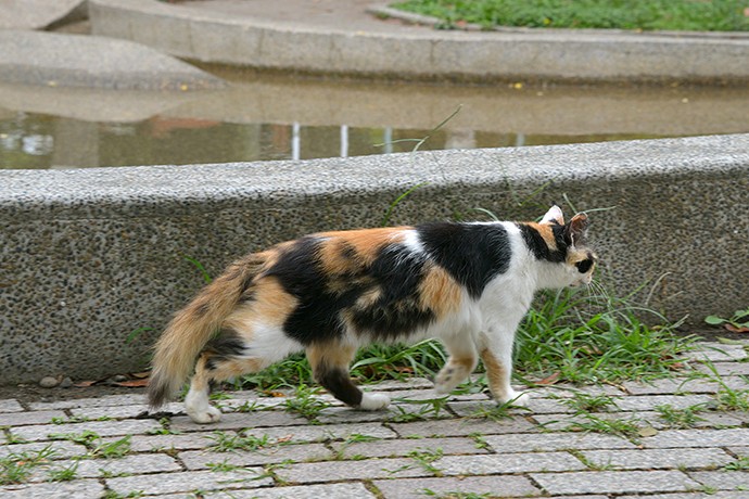 街のねこたち