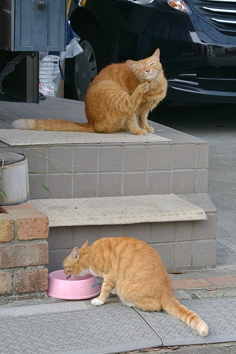 街のねこたち