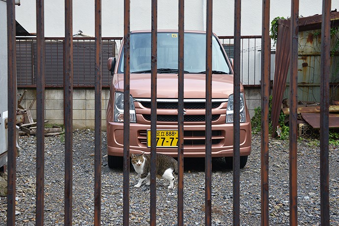 街のねこたち