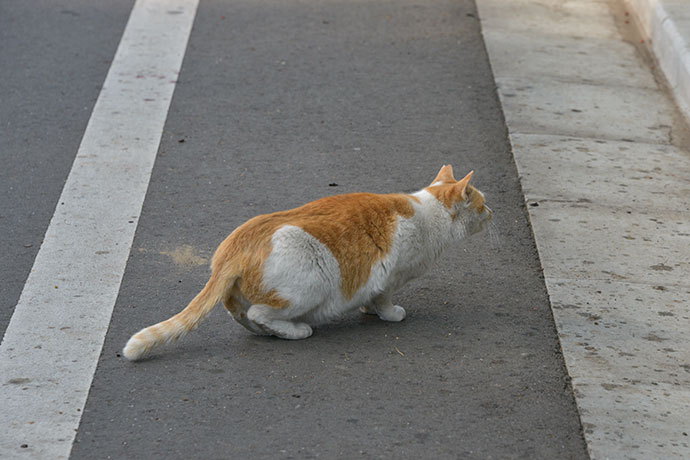 街のねこたち