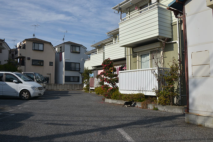 街のねこたち