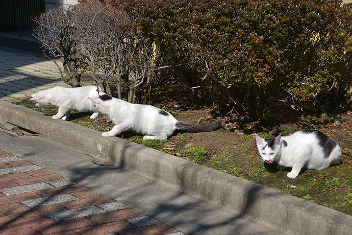 街のねこたち
