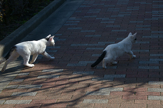 街のねこたち