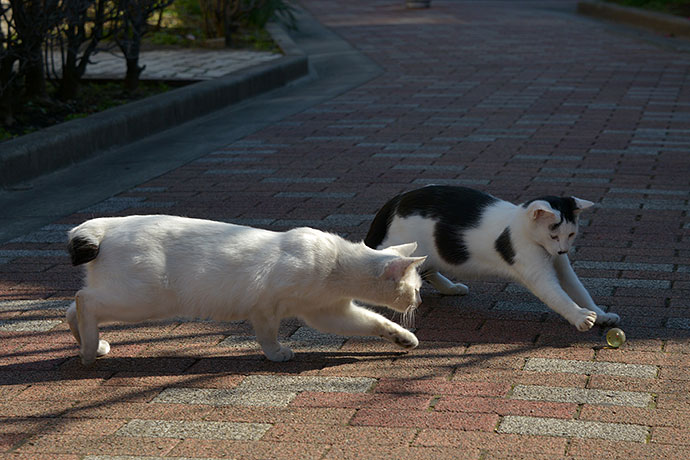 街のねこたち
