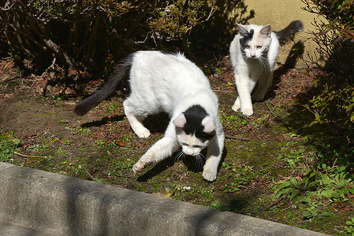 街のねこたち