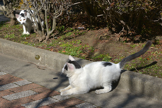 街のねこたち