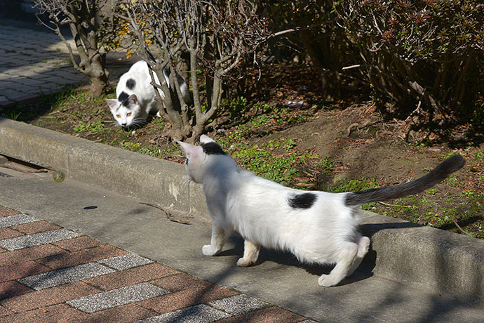 街のねこたち