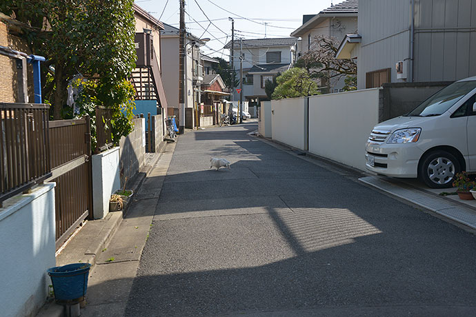 街のねこたち