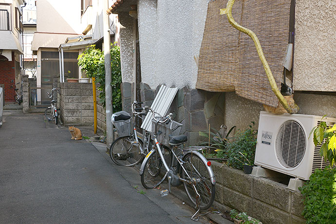 街のねこたち