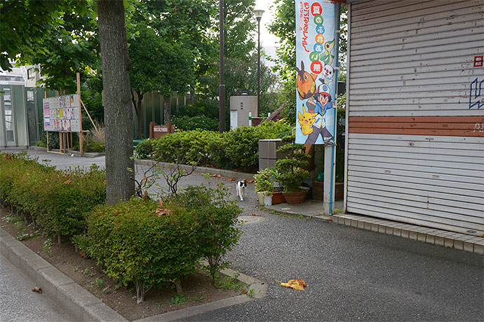 街のねこたち