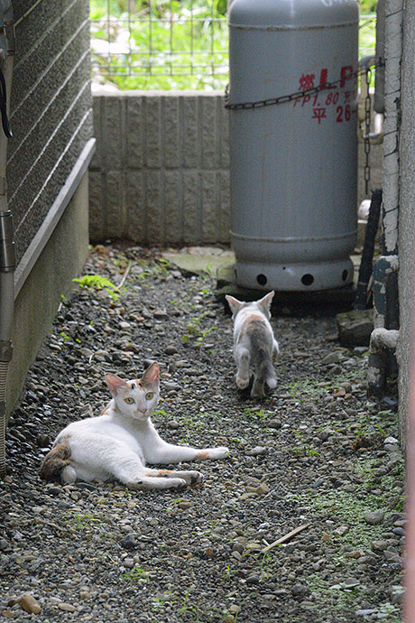 街のねこたち