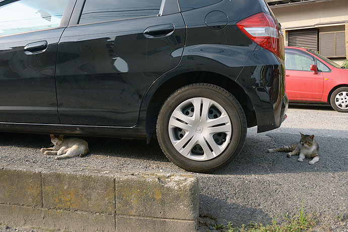 街のねこたち
