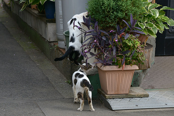 街のねこたち