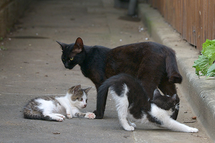 街のねこたち