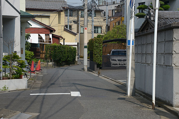 街のねこたち