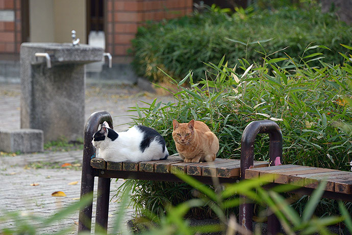 街のねこたち