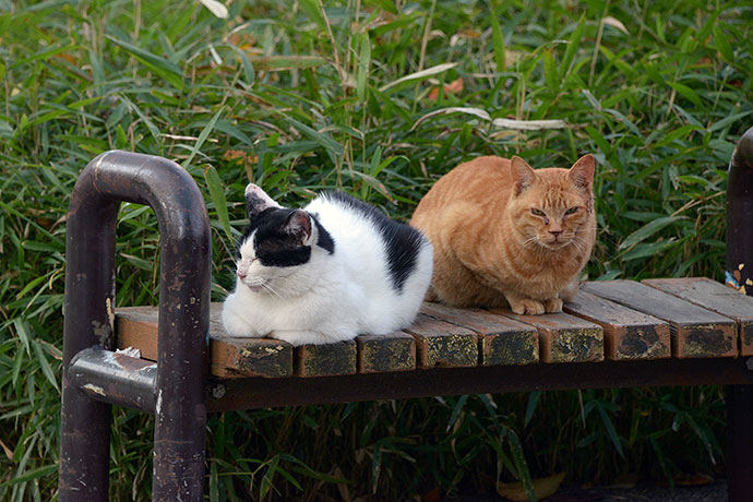 街のねこたち