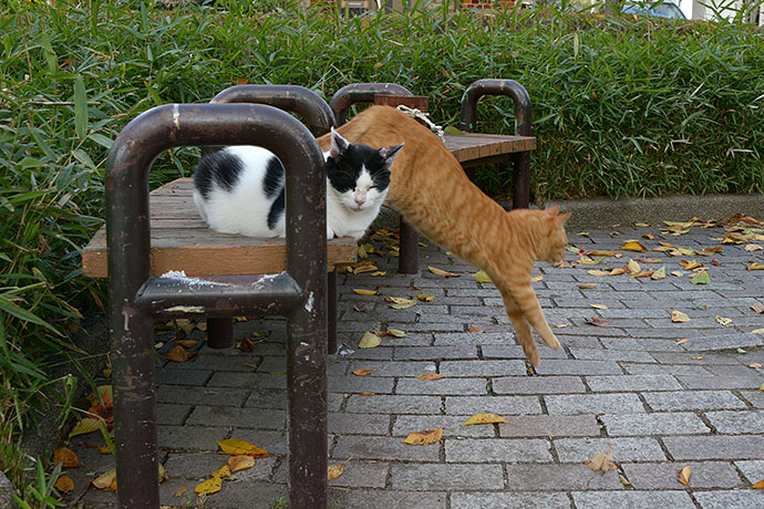街のねこたち