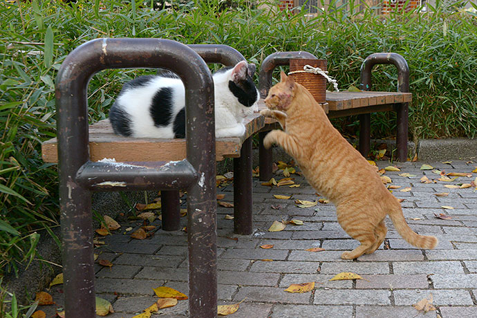 街のねこたち