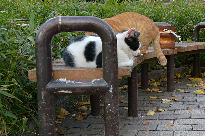 街のねこたち