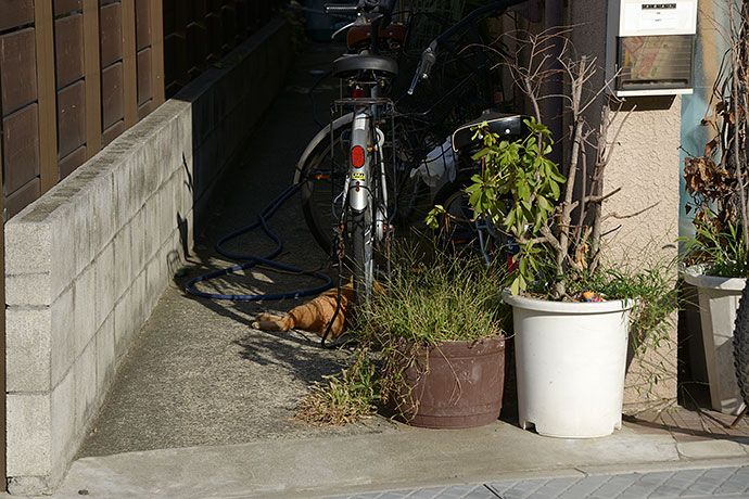 街のねこたち