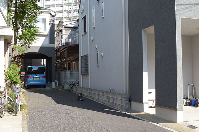 街のねこたち