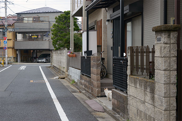 街のねこたち