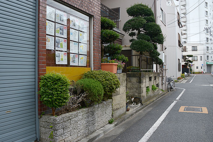 街のねこたち